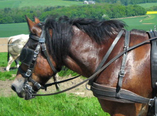 Centre d'Attelage de Tourinnes
